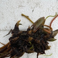 睡蓮の株③
の画像