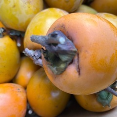 大和柿吊るし用1箱10kgの画像