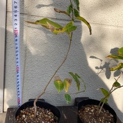 蝋梅福寿（ロウバイ）苗木　40㎝　※おまとめ割ありの画像