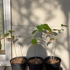 蝋梅福寿（ロウバイ）苗木　40㎝　※おまとめ割ありの画像