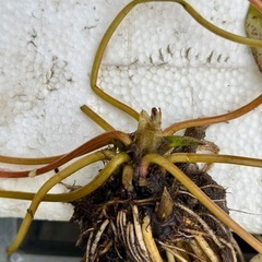 ①〜③おまとめ割引あり　睡蓮の株②の画像