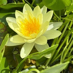 睡蓮の株①
の画像