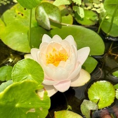 睡蓮の株①
の画像