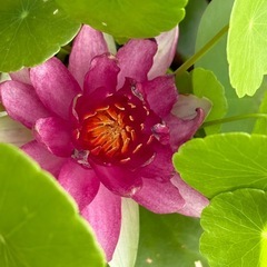 睡蓮の株①
の画像