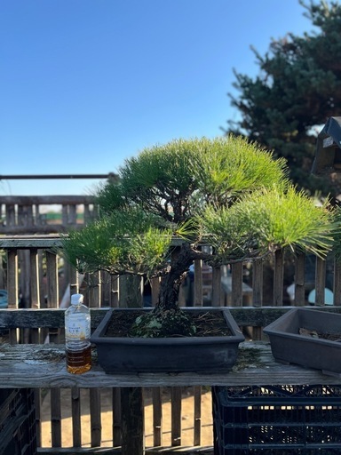 赤松盆栽　　極上品