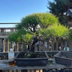 赤松盆栽　　極上品の画像