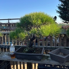 赤松盆栽　　極上品の画像