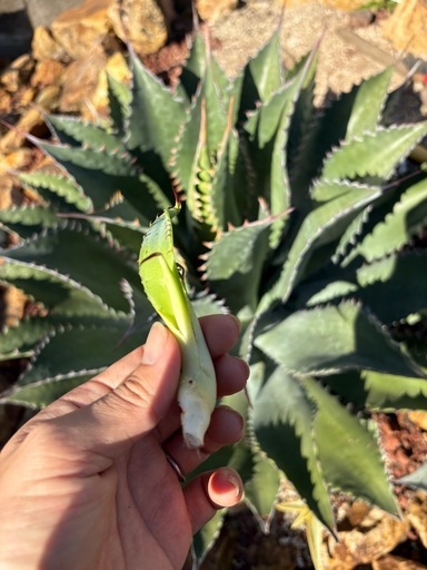 地植えアガベ　セット