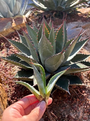 地植えアガベ　セット