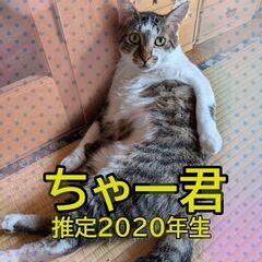 ちゃー君　推定2020年生　キジ白　おだやか