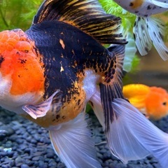 タイ産 ローズテールオランダの画像