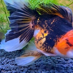 タイ産 ローズテールオランダの画像