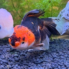 タイ産 ローズテールオランダの画像