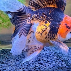 タイ産 ローズテールオランダの画像