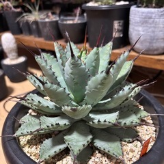 アガベ　曲棘八荒雷神　の画像
