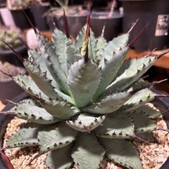 アガベ　曲棘八荒雷神　の画像