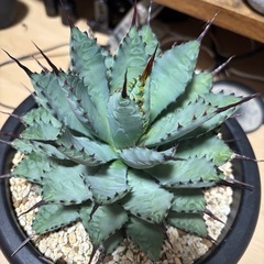 アガベ　曲棘八荒雷神　の画像