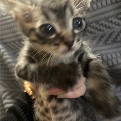 キジトラ　女の子　赤ちゃん　9月13日生まれ