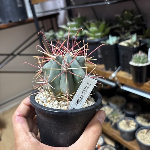 刈穂玉サボテンフェロカクタス (ki kou) 藤代のその他の中古あげます