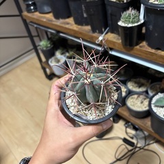 刈穂玉　サボテン　フェロカクタスの画像