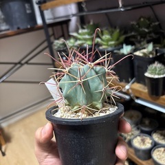 刈穂玉　サボテン　フェロカクタスの画像