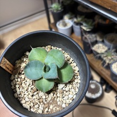 丸葉グアダラハラナ　アガベ　の画像