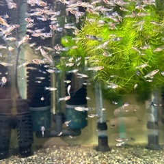 🐠国産グッピー モスコーパンダ　1ペア350円 5ペア以上で1ペア250円【在庫10ペア】自家繁殖個体 熱帯魚 国産 グッピー No.5の画像