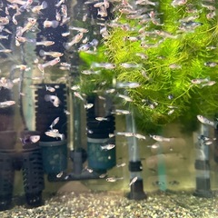 🐠国産グッピー モスコーパンダ　1ペア350円 5ペア以上で1ペア250円【在庫10ペア】自家繁殖個体 熱帯魚 国産 グッピー No.5の画像