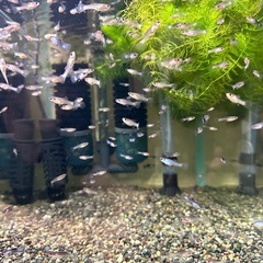 🐠国産グッピー モスコーパンダ　1ペア350円 5ペア以上で1ペア250円【在庫10ペア】自家繁殖個体 熱帯魚 国産 グッピー No.5の画像