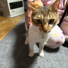 里親募集　保護猫活動