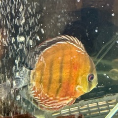 ワイルドディスカスの画像