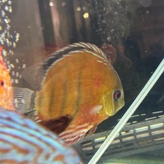 ワイルドディスカスの画像