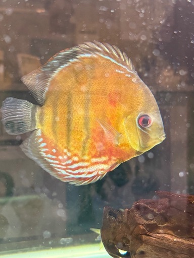 ワイルドディスカス