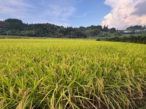 令和７年産　新米ヒノヒカリ　30キロ