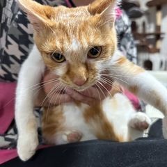 里親募集　保護猫活動