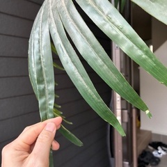 大型　パームツリー　フェイク観葉植物の画像
