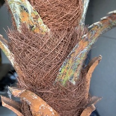 大型　パームツリー　フェイク観葉植物の画像