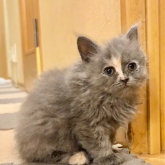 ✨🎄😻🏠2025年12月7日(日) 13時から立川すみれペットク...