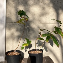 蝋梅福寿（ロウバイ）苗木　40㎝　※おまとめ割ありの画像