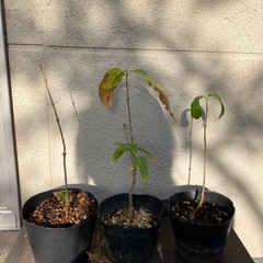 蝋梅福寿（ロウバイ）苗木　20㎝以下　お好きな苗をお選びくださいの画像