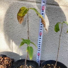 蝋梅福寿（ロウバイ）苗木　20㎝以下　お好きな苗をお選びくださいの画像