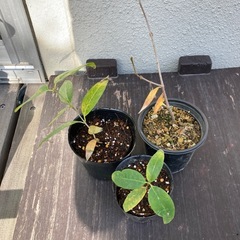 蝋梅福寿（ロウバイ）苗木　20㎝以下　お好きな苗をお選びくださいの画像