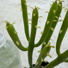 ユーフォルビア　オンコクラータ苗の画像