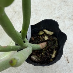 ユーフォルビア　オンコクラータ苗の画像