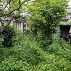 🌳 和歌山市で庭じまいしませんか？毎年の剪定代が負担な方へ…