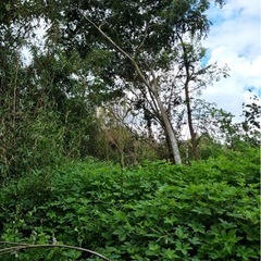 志布志市松山町泰野で、草刈り、竹切り、農薬撒きを手伝ってく…