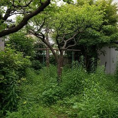 🌴 海南市の庭じまい承ります✨剪定代にお困りの方へ