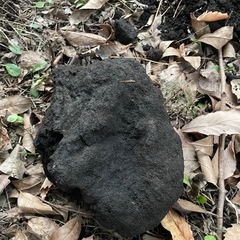 【大量】浅間溶岩石の画像