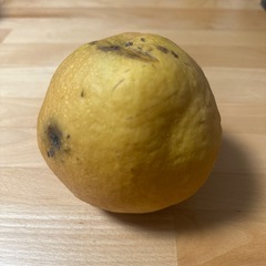 キズあり新興梨の画像