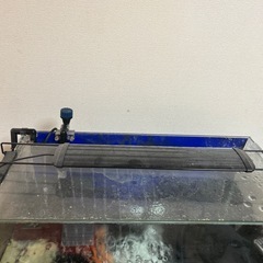 　決まりました　60センチ水槽の画像